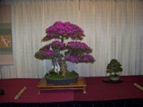 Professional bonsai exhibit MABS 2011 PIE